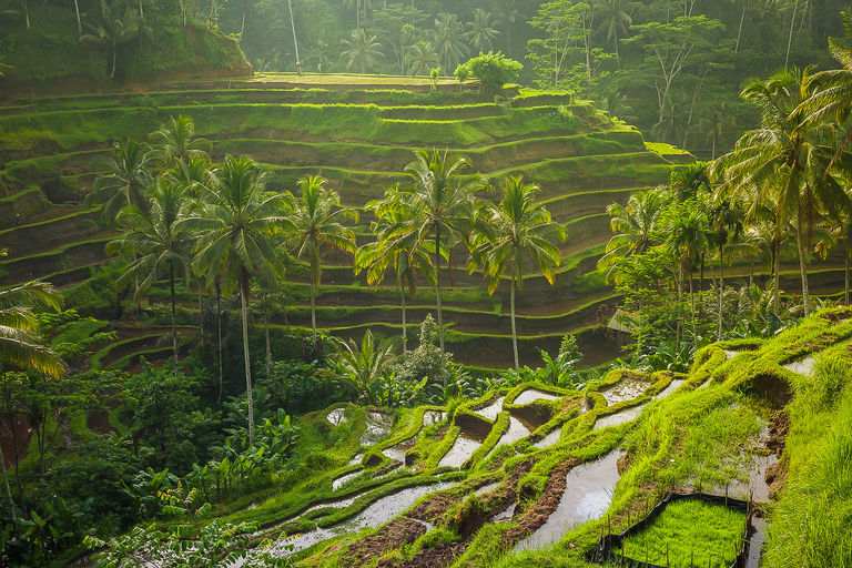 Bali: dagtour langs hoogtepunten voor je InstagramTour met kleine groep