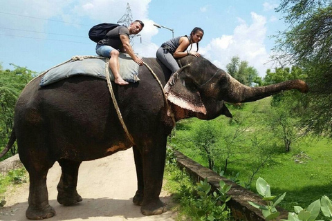 Jaipur: Hathigao Elephant Village Ride, Feeding, & Photos Riding, Feeding, Climbing And Photography with Elephant