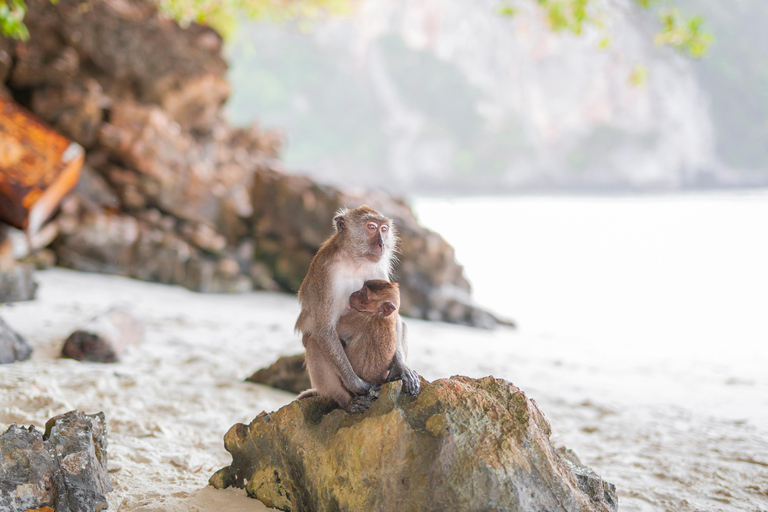 Phuket : Phi Phi Monkey Beach with Snorkeling & Lunch