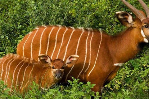 Lake Nakuru & Naivasha National Park Wildlife Highlights