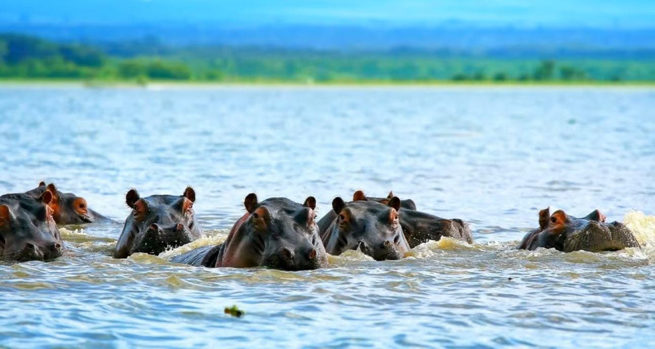 Lakes Nakuru & Naivasha National Park Wildlife Highlights