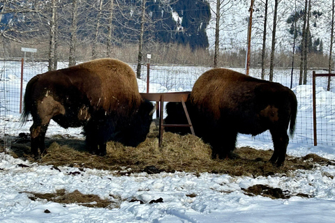 Anchorage: Wildlife Conservation Center & Portage Valley