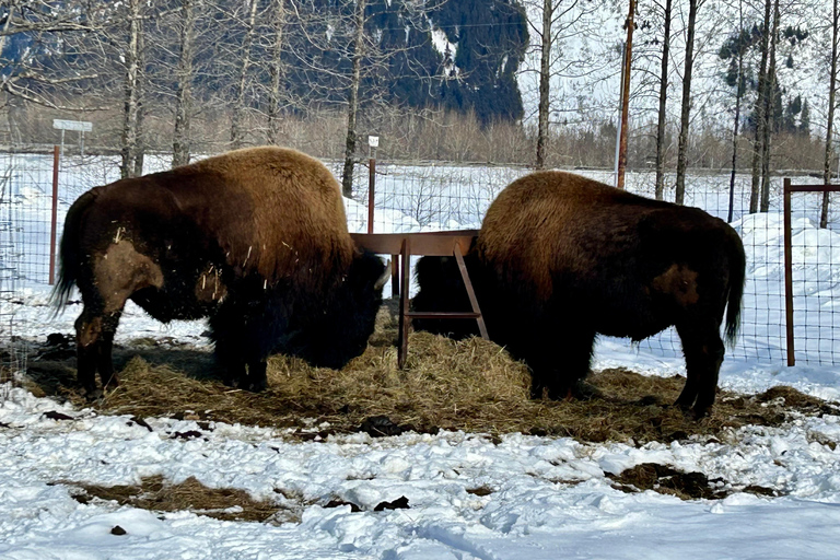 Anchorage: Wildlife Conservation Center & Portage Valley