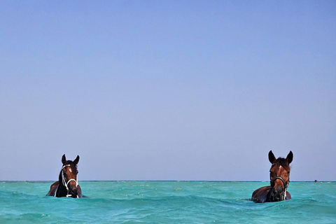 الغردقة: جولة ركوب الخيل في الصحراء والبحر مع خيار السباحةجولة لمدة ساعتين لركوب الخيل بدون السباح