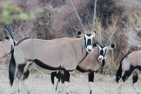 Windhoek: 3-Day Guided Safari in Etosha with Lodge