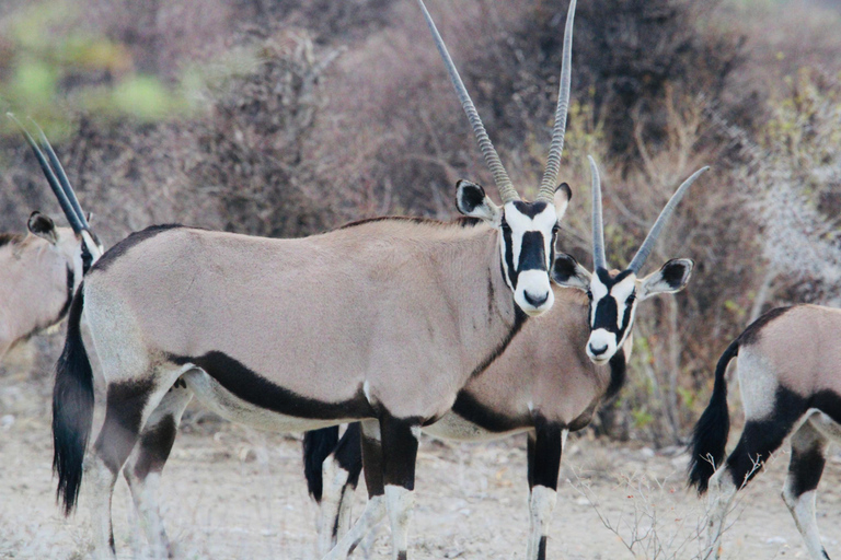 Windhoek: 3-Day Guided Safari in Etosha with Lodge