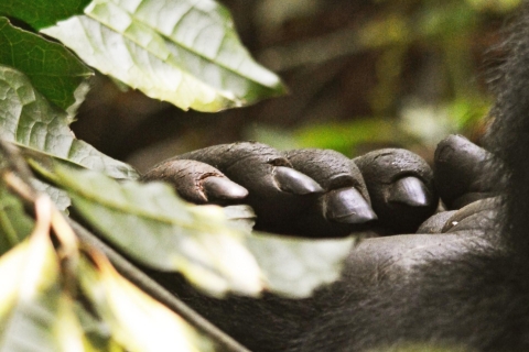 6-daagse gorilla- en chimpansee-gewenningssafari
