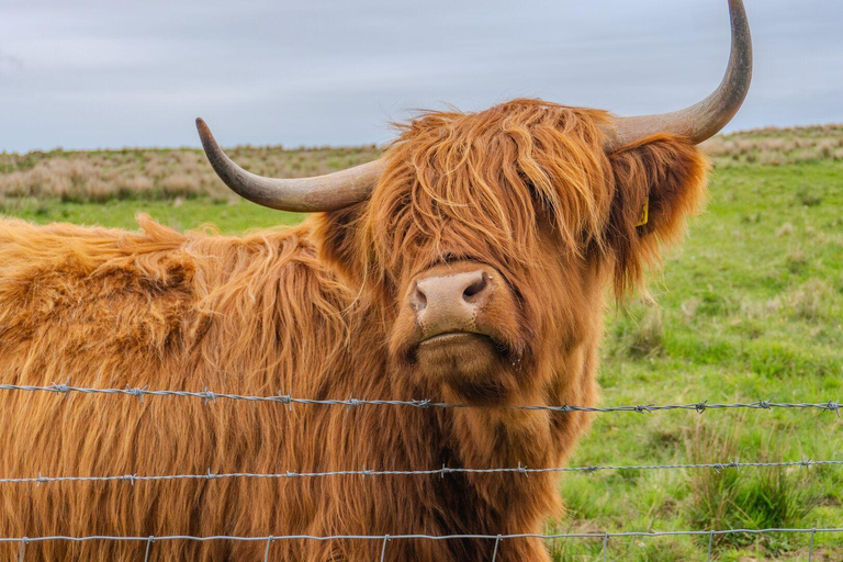 Z Inverness: Zamek Cawdor i Park Narodowy CairngormsWycieczka bez biletu do zamku Cawdor