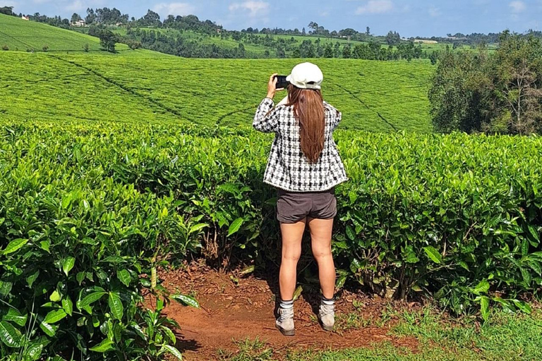 Pacote de almoço e passeio pela fazenda de chá KaimbethuPasseio pela fazenda de chá Kaimbethu