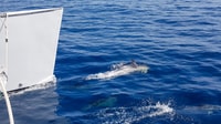 Lanzarote, Dolphin-Watching Sunset Cruise con trasferimenti - Housity