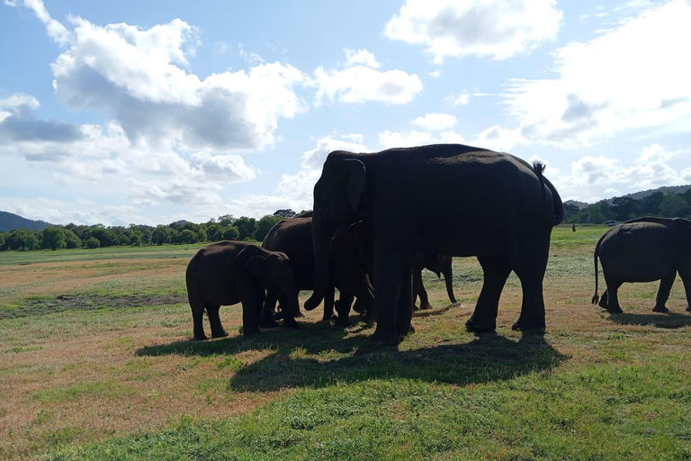 Minneriya: Morning Jeep Safari with Hotel Pickup and Drop-of