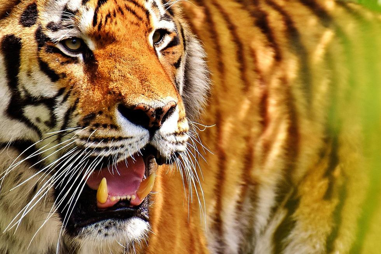 From Delhi: Golden Triangle & Ranthambore Tiger Safari Tour Only Tour Guide Services