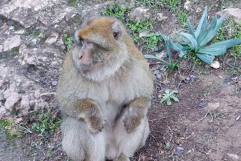 Marrakesh: Ouzoud Waterfalls Trip with Hike & Boat Option Full Day Trip To Ouzoud Waterfalls