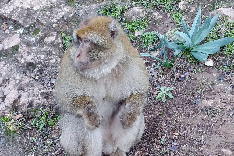 Marrakesh: Ouzoud Waterfalls Trip with Hike & Boat Option Full Day Trip To Ouzoud Waterfalls