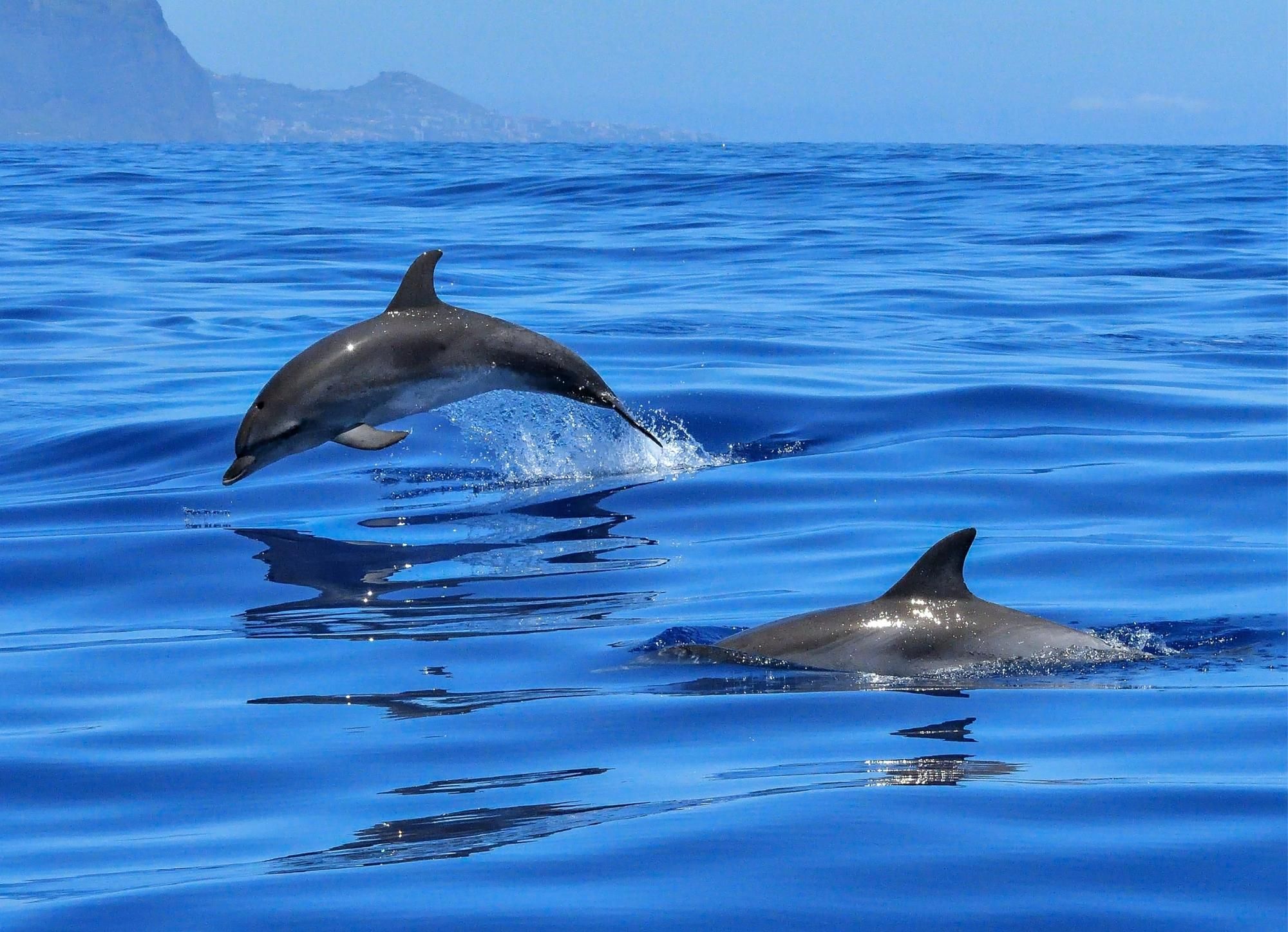 Olbia: Delfinbeobachtung & Schwimmen mit Prosecco-Aperitif