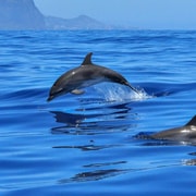 Olbia: avistamiento de delfines y nado con aperitivo de prosecco