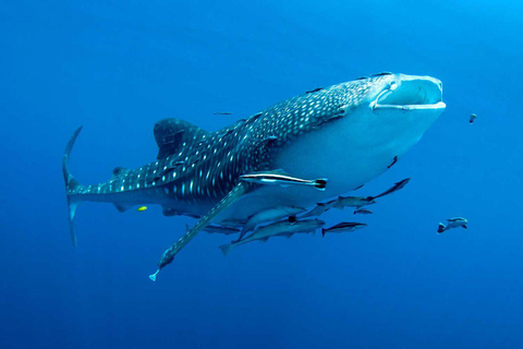 Cebú: Tiburones ballena, cataratas de Tumalog y monos Grupo reducido