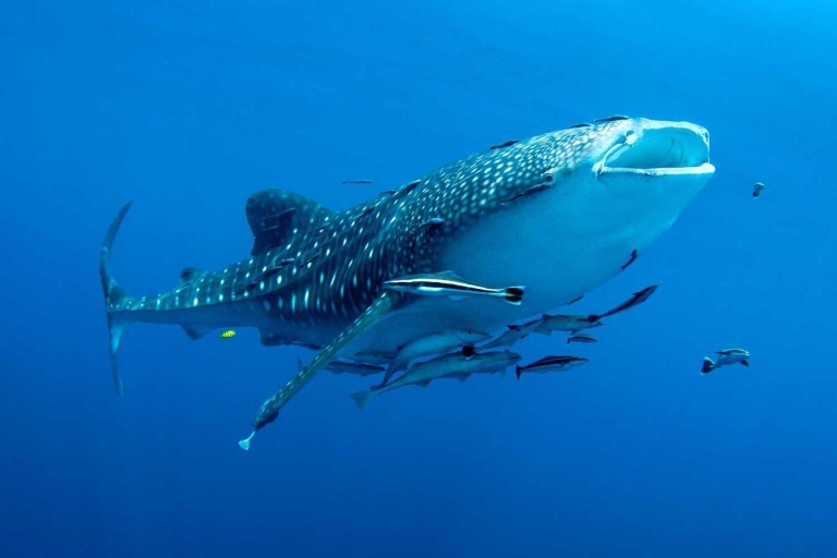 Cebu : Requins-baleines, chutes de Tumalog et singes en petit groupe