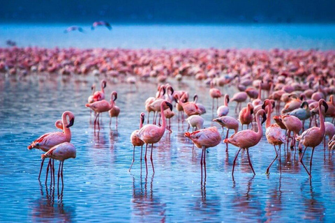 Nairobi: Lake Nakuru National Park Day Trip with Game Drive