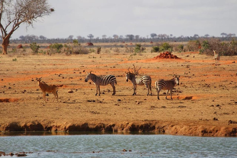 Mombasa: Safari de 4 días a Tsavo Este, Tsavo Oeste y Amboseli