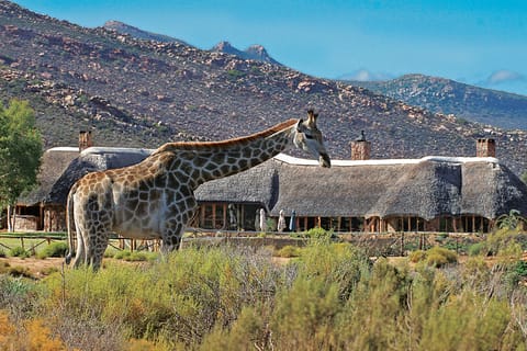Cape Town: Aquila Private Game Reserve Big-5 Safari & Lunch