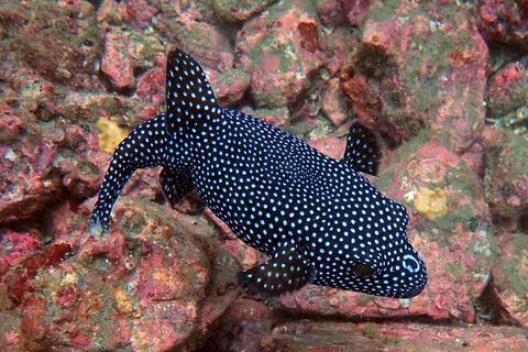 Tamarindo: Snorkeltour met gids en zeeleven spotten