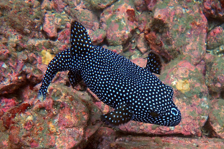 Tamarindo: Snorkeltour met gids en zeeleven spotten