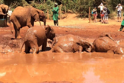 David Sheldrick Wildlife Trust und Giraffe Centre Tour