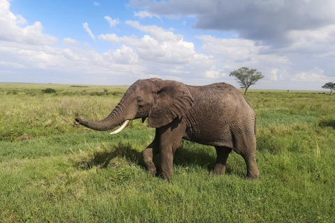 5Dagar, Tanzania safariStadsrundtur i Arusha.