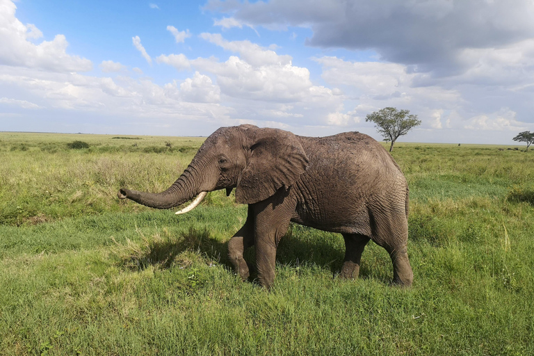 5jours, safaris TanzanieVisite de la ville d&#039;Arusha.