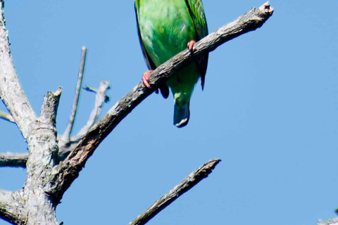 Talangama Wetlands Birdwatching & Local Village Experience