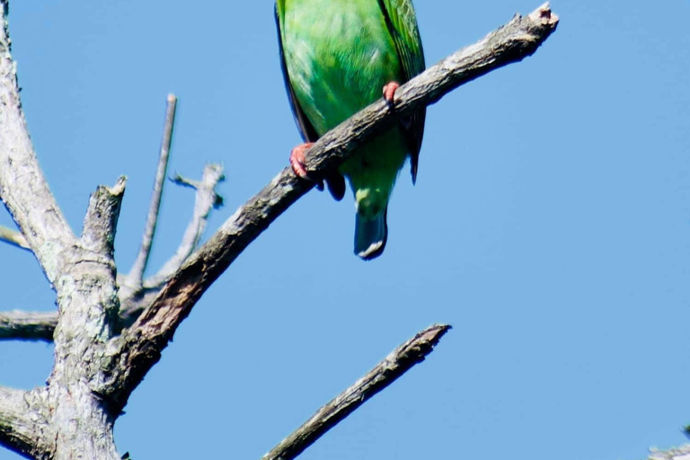 Talangama Wetlands Birdwatching & Local Village Experience