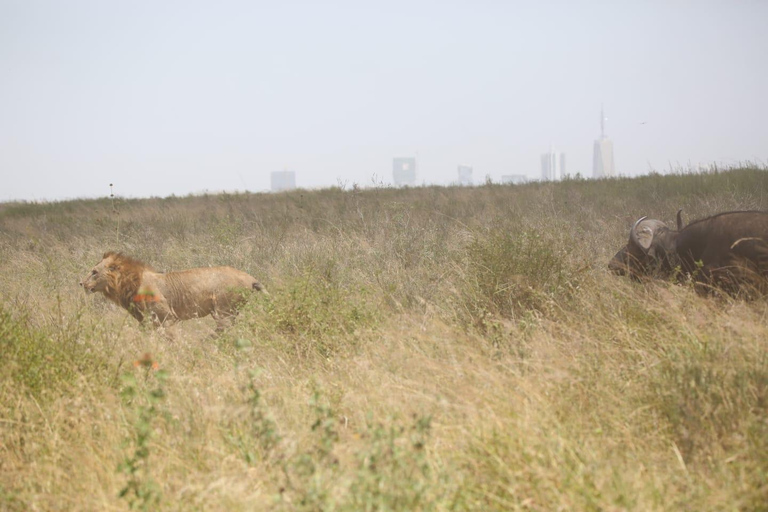 Nairobi National Park;4 uur gamedrive in het enige stadspark ter wereld