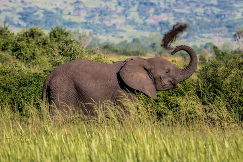 6 jours de trekking des gorilles, Queen Elizabeth et lac Bunyonyi