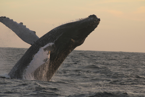 Los Cabos: Whale Watching and Safari