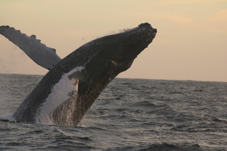 Los Cabos: Whale Watching and Safari