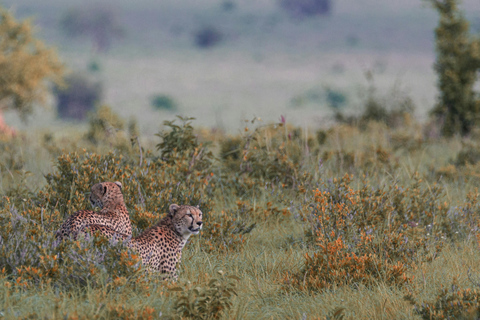 Jaipur : Visite privée du safari au léopard de Jhalana