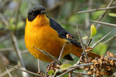 Durban: Dlinza Forest Birdwatching TourDurban: Vogels spotten in het Dlinza-bos