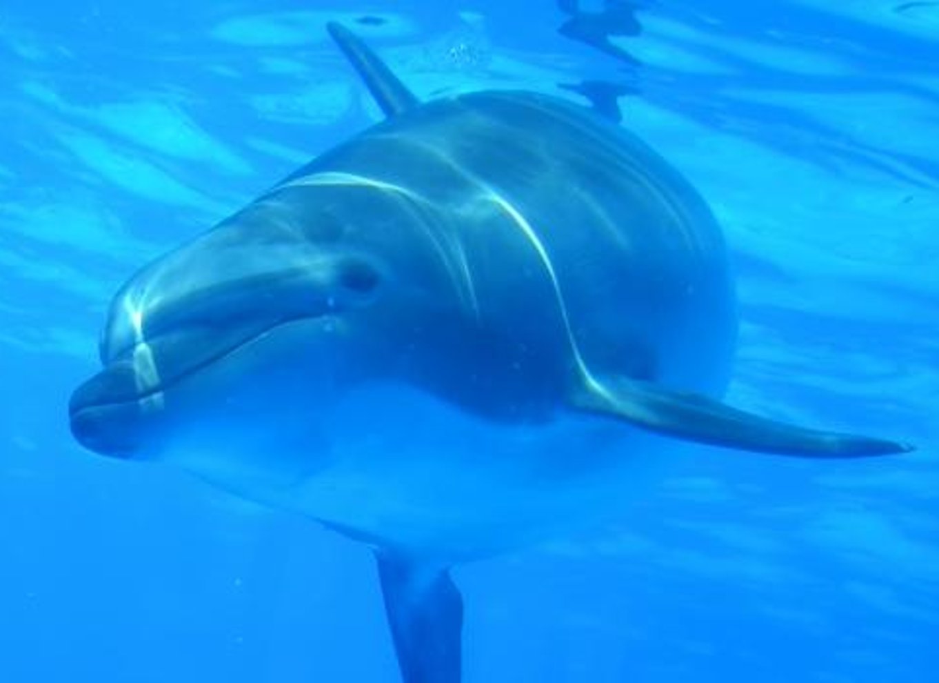 Costa Adeje: Øko-cruise med hvaler og delfiner med snacks og drikkevarer