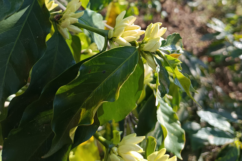 Guatemala City: Volcano-Grown Coffee Tasting Experience