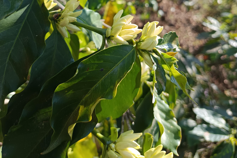 Guatemala City: Volcano-Grown Coffee Tasting Experience