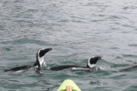 Simon's Town: Guided Kayak Adventure