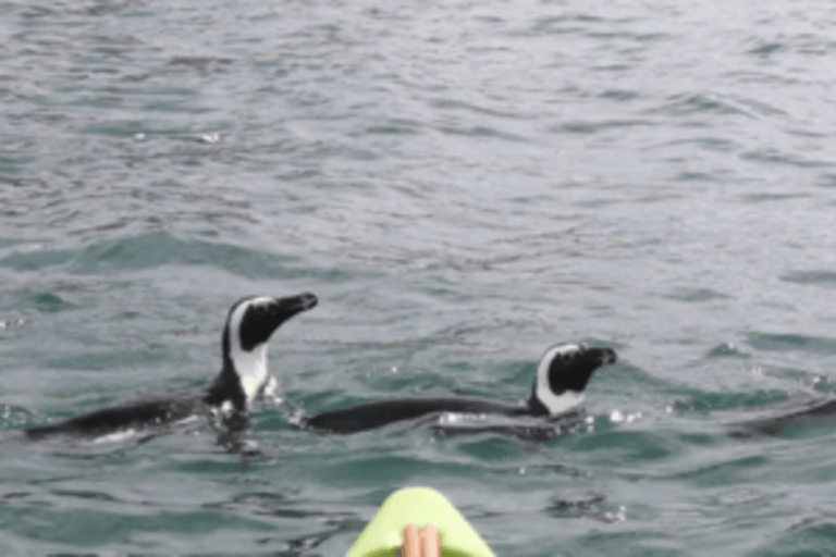 Simon's Town: Guided Kayak Adventure