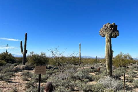 Cave Creek: Private Guided Sonoran Desert Hiking Tour