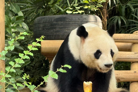 Shenzhen: Giant Panda Encounter and Safari Park
