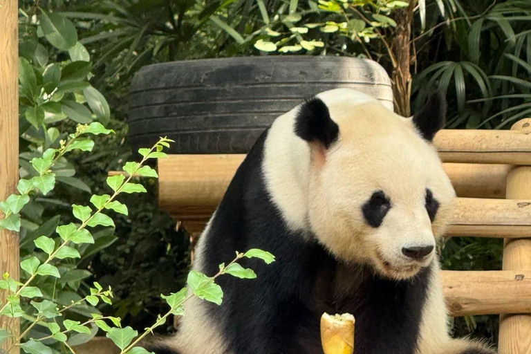 Shenzhen: Giant Panda Encounter and Safari Park