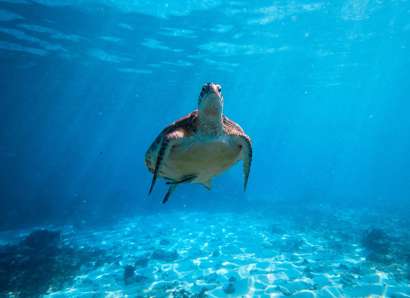 Tulum: Snorkling med skildpadder, koralrev og mayaruiner