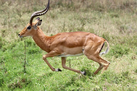 Meio dia/dia inteiro de safári no Parque Nacional de Nairóbi