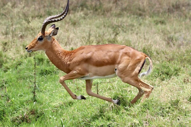 Park Narodowy Nairobi - półdniowa/całodniowa przejażdżka po parku