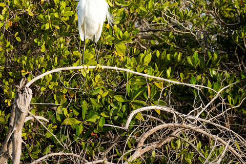 Sea Kayak Tour - Mangrove Safari